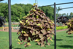 Sweet Caroline Sweetheart Red Sweet Potato Vine (Ipomoea batatas 'Sweet Caroline Sweetheart Red') at Canadale Nurseries