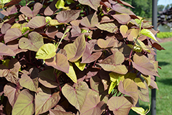 Sweet Caroline Sweetheart Red Sweet Potato Vine (Ipomoea batatas 'Sweet Caroline Sweetheart Red') at Canadale Nurseries