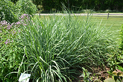 Indian Grass (Sorghastrum nutans) at Canadale Nurseries