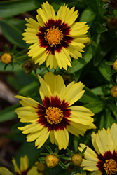 UpTick Yellow and Red Tickseed (Coreopsis 'Baluptowed') at Canadale Nurseries