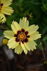 UpTick Cream and Red Tickseed (Coreopsis 'Balupteamed') at Canadale Nurseries