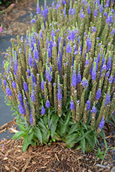 Royal Candles Speedwell (Veronica spicata 'Royal Candles') at Canadale Nurseries