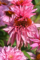 Double Decker Coneflower (Echinacea purpurea 'Double Decker') at Canadale Nurseries