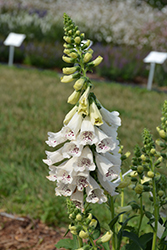 Dalmatian White Foxglove (Digitalis purpurea 'Dalmatian White') at Canadale Nurseries