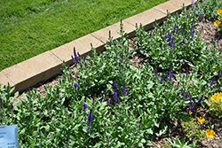 Lyrical Blues Meadow Sage (Salvia nemorosa 'Balyriclu') at Canadale Nurseries