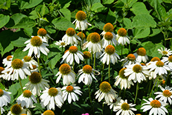 PowWow White Coneflower (Echinacea purpurea 'PowWow White') at Canadale Nurseries