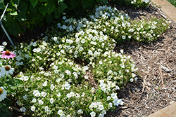 Rapido White Bellflower (Campanula carpatica 'Rapido White') at Canadale Nurseries