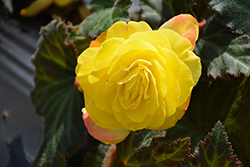 Nonstop Mocca Yellow Begonia (Begonia 'Nonstop Mocca Yellow') at Canadale Nurseries