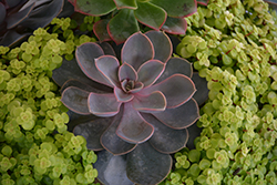 Perle Von Nurnberg Echeveria (Echeveria 'Perle Von Nurnberg') at Canadale Nurseries