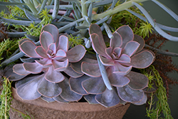 Red Sky Echeveria (Echeveria 'Red Sky') at Canadale Nurseries