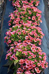 Superbells Coralina Calibrachoa (Calibrachoa 'iNCALMIABE') at Canadale Nurseries