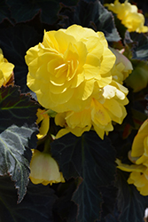 Nonstop Mocca Yellow Begonia (Begonia 'Nonstop Mocca Yellow') at Canadale Nurseries