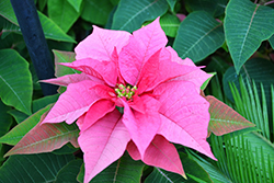 Princettia Pink Poinsettia (Euphorbia pulcherrima 'Princettia Pink') at Canadale Nurseries