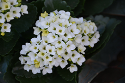 White Kalanchoe (Kalanchoe blossfeldiana 'White') at Canadale Nurseries