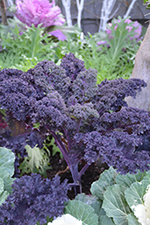 Redbor Kale (Brassica oleracea var. acephala 'Redbor') at Canadale Nurseries