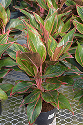 Siam Aurora Chinese Evergreen (Aglaonema 'Siam Aurora') at Canadale Nurseries