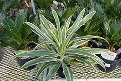 Warneckii Dracaena (Dracaena deremensis 'Warneckii') at Canadale Nurseries