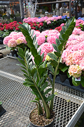 ZZ Plant (Zamioculcas zamiifolia) at Canadale Nurseries