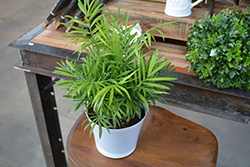 Neanthe Bella Palm (Chamaedorea elegans) at Canadale Nurseries