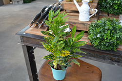 Gold Dust Variegated Croton (Codiaeum variegatum 'Gold Dust') at Canadale Nurseries