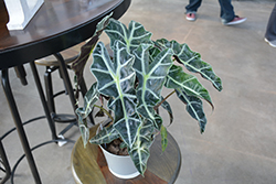 Polly Amazon Elephant's Ear (Alocasia amazonica 'Polly') at Canadale Nurseries