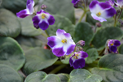 Little Axel African Violet (Saintpaulia 'Little Axel') at Canadale Nurseries