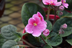 Hybrid Pink African Violet (Saintpaulia 'Hybrid Pink') at Canadale Nurseries