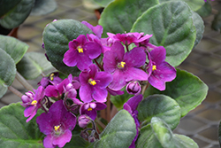 Hybrid Purple African Violet (Saintpaulia 'Hybrid Purple') at Canadale Nurseries