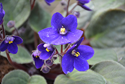 Hybrid Blue African Violet (Saintpaulia 'Hybrid Blue') at Canadale Nurseries