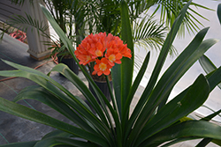 Bush Lily (Clivia x miniata) at Canadale Nurseries