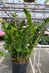 ZZ Plant (Zamioculcas zamiifolia) at Canadale Nurseries