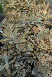 Chocolate Soldier Panda Plant (Kalanchoe tomentosa 'Chocolate Soldier') at Canadale Nurseries