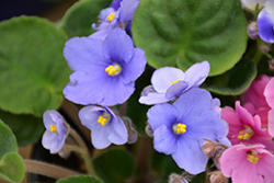 Rob's Twinkle Blue African Violet (Saintpaulia 'Rob's Twinkle Blue') at Canadale Nurseries