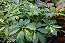 Capella Variegated Schefflera (Schefflera arboricola 'Capella') at Canadale Nurseries