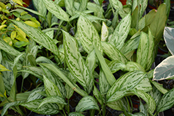 Silver King Chinese Evergreen (Aglaonema 'Silver King') at Canadale Nurseries
