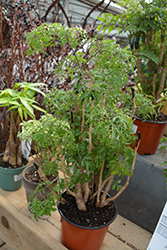 Ming Aralia (Polyscias fruticosa) at Canadale Nurseries