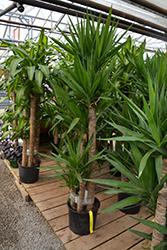 Spineless Yucca (Yucca elephantipes) at Canadale Nurseries