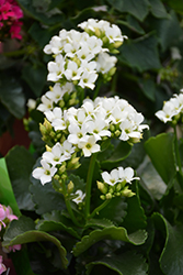 White Kalanchoe (Kalanchoe blossfeldiana 'White') at Canadale Nurseries