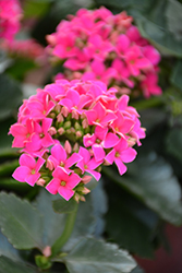 Hot Pink Kalanchoe (Kalanchoe blossfeldiana 'Hot Pink') at Canadale Nurseries