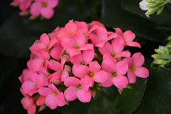 Coral Kalanchoe (Kalanchoe blossfeldiana 'Coral') at Canadale Nurseries