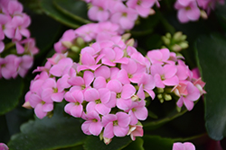 Pink Kalanchoe (Kalanchoe blossfeldiana 'Pink') at Canadale Nurseries