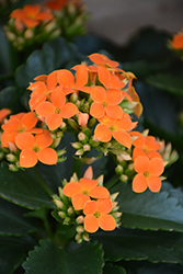 Orange Kalanchoe (Kalanchoe blossfeldiana 'Orange') at Canadale Nurseries