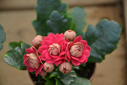 Calandiva Red Kalanchoe (Kalanchoe blossfeldiana 'Calandiva Red') at Canadale Nurseries