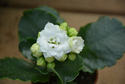 Calandiva White Kalanchoe (Kalanchoe blossfeldiana 'Calandiva White') at Canadale Nurseries