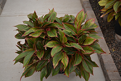 Siam Aurora Chinese Evergreen (Aglaonema 'Siam Aurora') at Canadale Nurseries