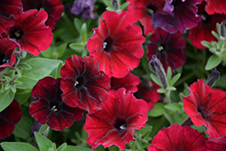Supertunia Black Cherry Petunia (Petunia 'USTUN3003') at Canadale Nurseries