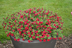 Superbells Double Ruby Calibrachoa (Calibrachoa 'USCAL83901') at Canadale Nurseries