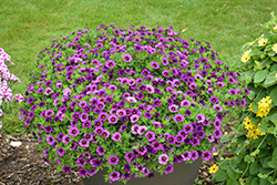 Superbells Plum Calibrachoa (Calibrachoa 'BBCAL76001') at Canadale Nurseries