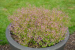 Fairy Dust Pink Cuphea (Cuphea 'Fairy Dust Pink') at Canadale Nurseries