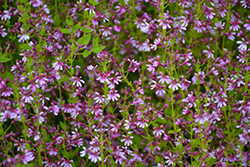 Fairy Dust Pink Cuphea (Cuphea 'Fairy Dust Pink') at Canadale Nurseries